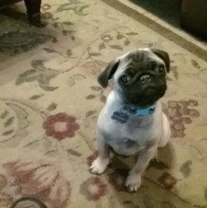 Meet your Posher, Gregory